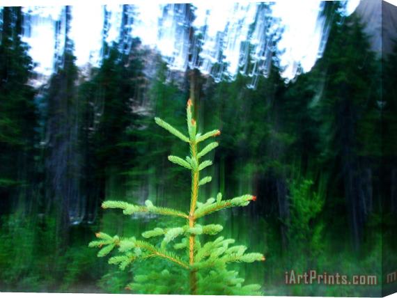 Raymond Gehman A Spruce Seedling Is Highlighted by The Camera's Flash at Twilight Stretched Canvas Print / Canvas Art
