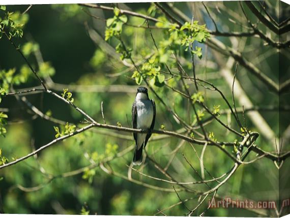 Raymond Gehman A Tree Swallow Perched on a Tree Branch with New Spring Foliage Stretched Canvas Print / Canvas Art