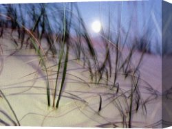 East Hamptonlong Island Sand Dunes Canvas Prints - A View of a Full Moon Rising Above a Sand Dune by Raymond Gehman