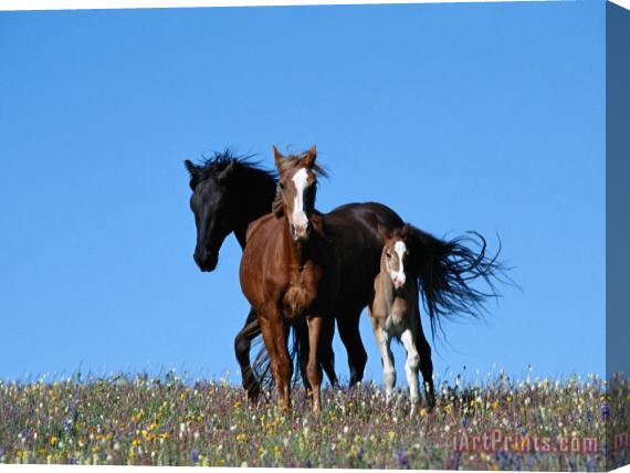 Raymond Gehman A View of Wild Horses in a Field of Wildflowers Stretched Canvas Painting / Canvas Art
