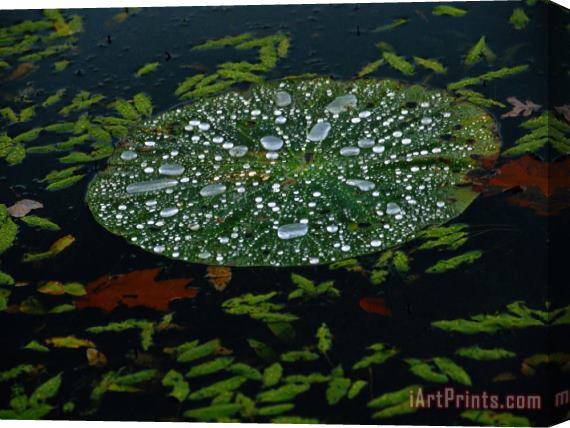 Raymond Gehman A Water Lily Pad Holds Rain Droplets Stretched Canvas Painting / Canvas Art
