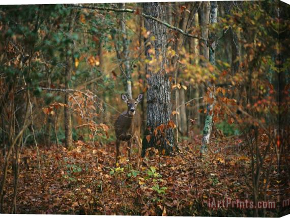 Raymond Gehman A White Tailed Deer in an Upland Hardwood Forest Stretched Canvas Print / Canvas Art