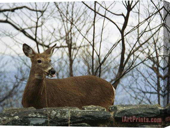 Raymond Gehman A White Tailed Deer Standing Behind a Rock Wall Stretched Canvas Painting / Canvas Art