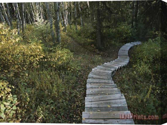 Raymond Gehman A Wooden Staircase Winds Through The Forest Stretched Canvas Print / Canvas Art