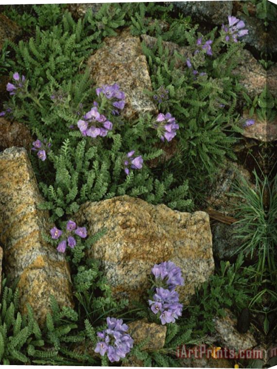 Raymond Gehman Alpine Wildflowers Beartooth Wilderness Wyoming Stretched Canvas Print / Canvas Art