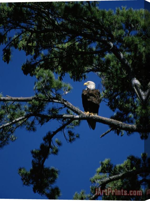 Raymond Gehman American Bald Eagle Perched in an Eastern White Pine Tree Stretched Canvas Painting / Canvas Art
