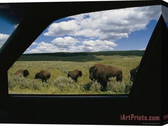 Raymond Gehman American Bison Bison Bison Photographed From Inside a Car Stretched Canvas Print / Canvas Art