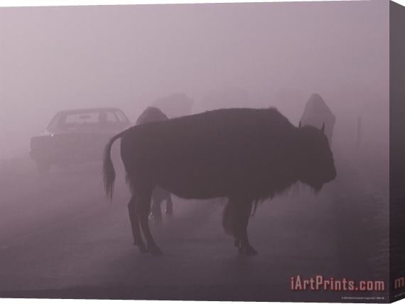 Raymond Gehman American Bison on a Foggy Road in Yellowstone National Park Stretched Canvas Painting / Canvas Art