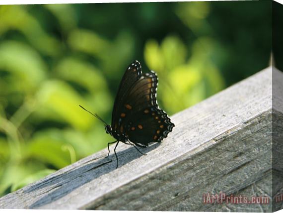 Raymond Gehman An Admiral Butterfly Perched on a Fence Post Stretched Canvas Painting / Canvas Art