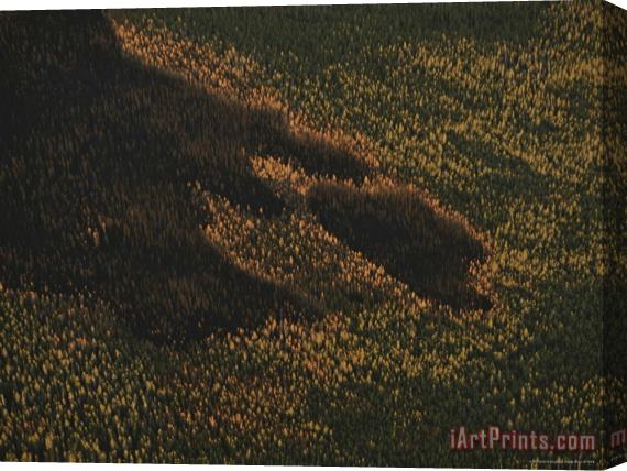Raymond Gehman An Aerial View of a Forest with Wide Areas of Damage by Fire Stretched Canvas Painting / Canvas Art