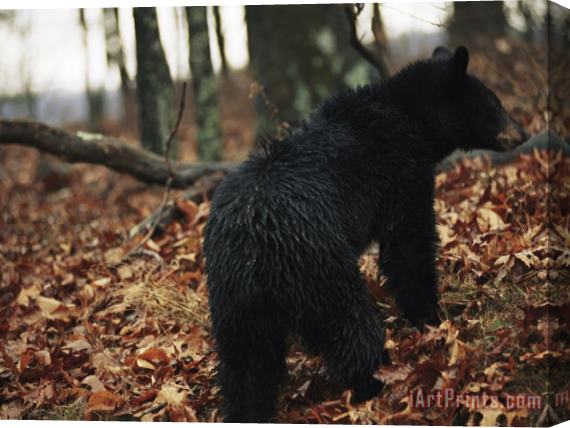 Raymond Gehman An American Black Bear Foraging for Acorns in The Forest at Jeremys Run Stretched Canvas Print / Canvas Art