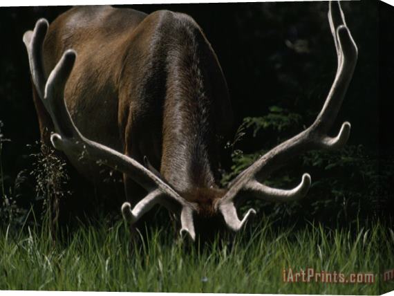 Raymond Gehman Antlers Sheathed in Summer Velvet a Mature Bull Wapiti Grazes Near The Gibbon River Stretched Canvas Painting / Canvas Art