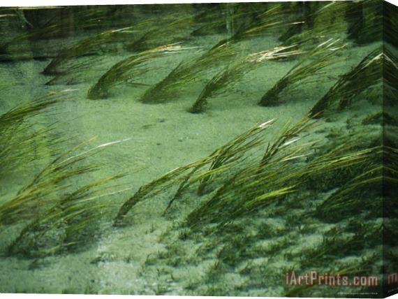 Raymond Gehman Aquatic Grasses Bend with The Flow of a Waterway Stretched Canvas Print / Canvas Art