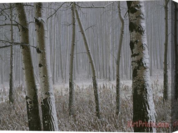 Raymond Gehman Aspen Stand in a Snowstorm Along The Bow Valley Parkway Stretched Canvas Print / Canvas Art