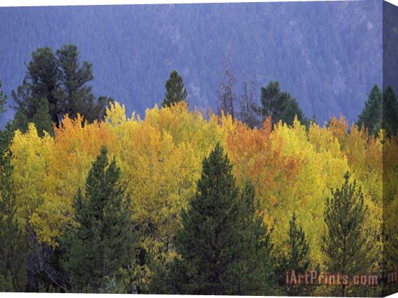 Raymond Gehman Aspen Trees Autumn Gallatin National Forest Montana Stretched Canvas Print / Canvas Art