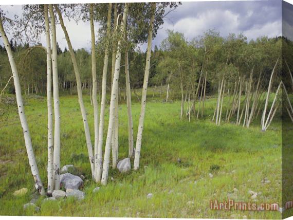 Raymond Gehman Aspen Trees Shoshone National Forest Wyoming Stretched Canvas Print / Canvas Art
