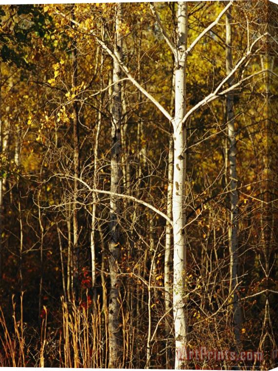 Raymond Gehman Aspen Trees with Autumn Foliage in Whiteshell Provincial Park Stretched Canvas Print / Canvas Art