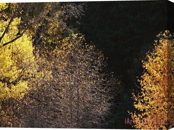 Raymond Gehman Aspens Some Without Leaves Along The Boreal Island Trail Stretched Canvas Painting / Canvas Art