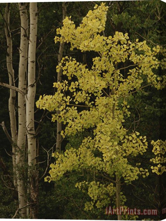 Raymond Gehman Aspens Stand Tall in This Woodlands View Stretched Canvas Print / Canvas Art