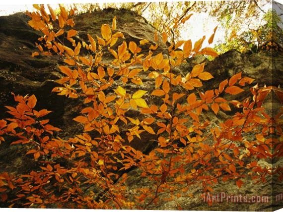 Raymond Gehman Autumn Colored Beech Trees at Raven Rock Stretched Canvas Painting / Canvas Art