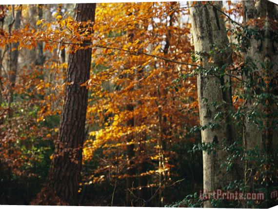 Raymond Gehman Autumn Colored Beech Trees Holly And Pine in Upland Hardwood Forest Stretched Canvas Painting / Canvas Art