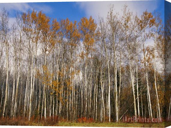 Raymond Gehman Autumn Colors Are Displayed in a Stand of Aspen Trees Stretched Canvas Painting / Canvas Art