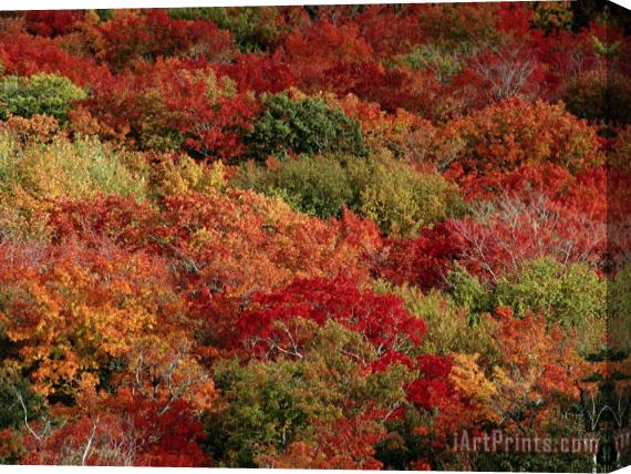 Raymond Gehman Autumn Colors Paint a Canadian Forest Stretched Canvas Painting / Canvas Art