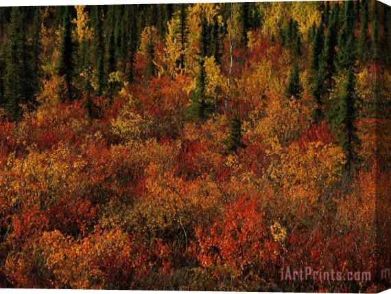 Raymond Gehman Autumn Foliage Along The Mckenzie River Stretched Canvas Print / Canvas Art
