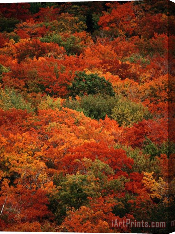 Raymond Gehman Autumn Foliage Decorates The Park Stretched Canvas Print / Canvas Art