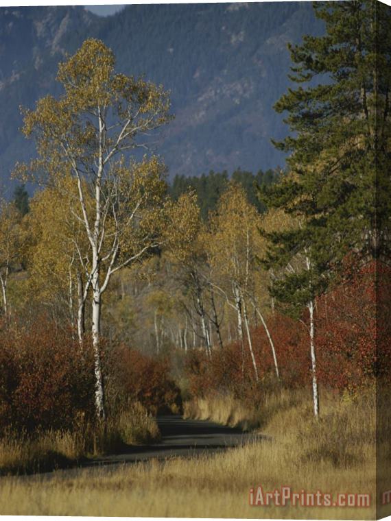 Raymond Gehman Autumn Foliage Targhee National Forest Palisades Idaho Stretched Canvas Painting / Canvas Art