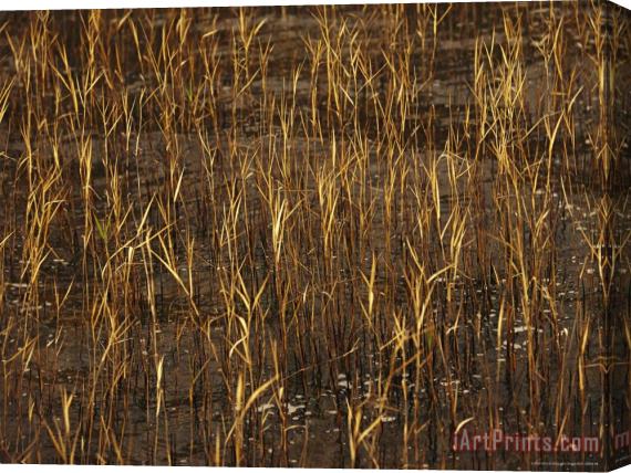 Raymond Gehman Autumn Sedges at The Edge of Lake Waccamaw Glow in The Sun Near Lake Waccamaw Stretched Canvas Painting / Canvas Art