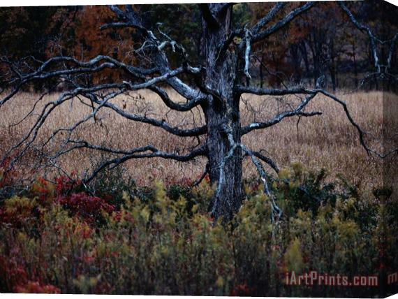 Raymond Gehman Autumnal View of an Old Oak Snag Stretched Canvas Print / Canvas Art
