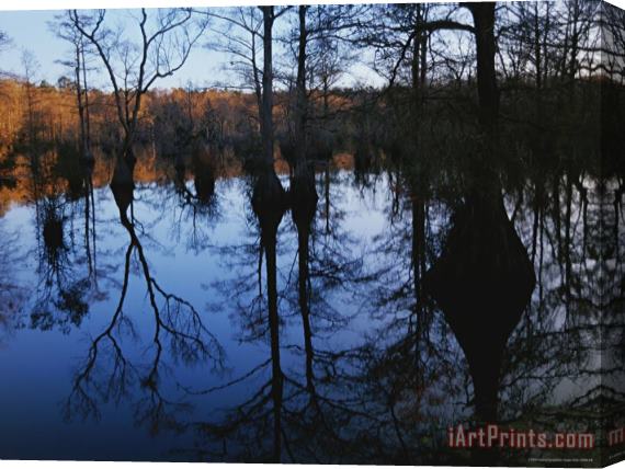 Raymond Gehman Bald Cypress And Gum Trees Reflected on Water at Sunrise Stretched Canvas Print / Canvas Art