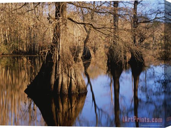 Raymond Gehman Bald Cypress Trees And Their Reflections on Water's Surface Stretched Canvas Print / Canvas Art