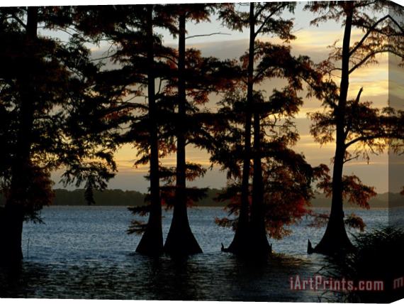Raymond Gehman Bald Cypress Trees Growing Along The Banks of Reelfoot Lake Stretched Canvas Painting / Canvas Art