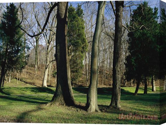 Raymond Gehman Bare Hardwood Trees Against a Backdrop of Cedars in a Clearing Stretched Canvas Print / Canvas Art
