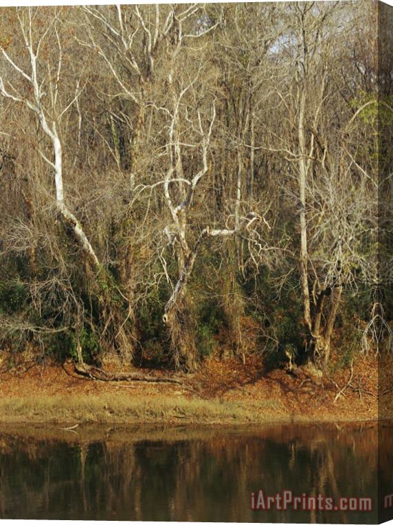 Raymond Gehman Bare Sycamore Trees Along The Cape Fear River Stretched Canvas Painting / Canvas Art