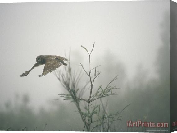Raymond Gehman Barred Owl Strix Varia Swooping Through a Foggy Cypress Forest Stretched Canvas Painting / Canvas Art