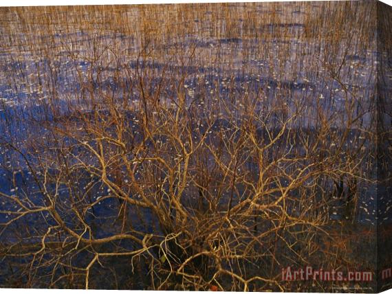 Raymond Gehman Bay Tree Branches Along The Edge of Lake Waccamaw The Worlds Largest Carolina Bay Stretched Canvas Print / Canvas Art