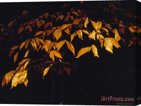 Raymond Gehman Beech Leaves in The Rain Lit with a Flash Stretched Canvas Print / Canvas Art