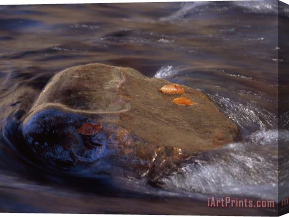Raymond Gehman Beech Leaves on a Boulder with River Waters Rushing Past Stretched Canvas Painting / Canvas Art