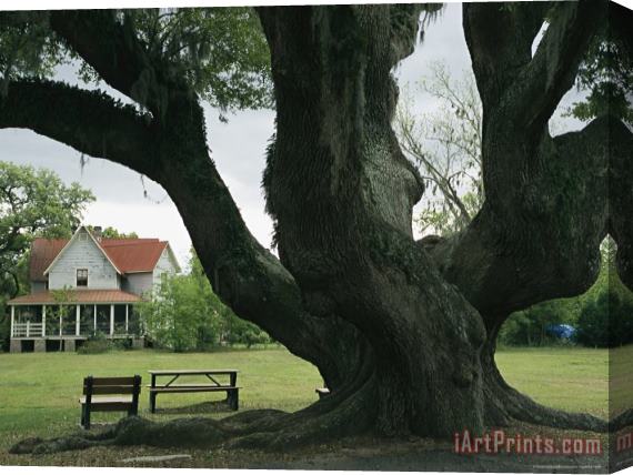 Raymond Gehman Benches Under a Live Oak Tree on The Grounds of an Old Farm House Stretched Canvas Print / Canvas Art