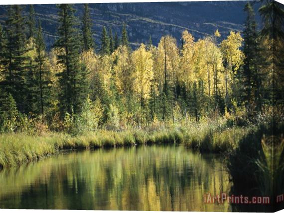 Raymond Gehman Birch And Spruce Trees Are Reflected in Cli Lake Stretched Canvas Painting / Canvas Art