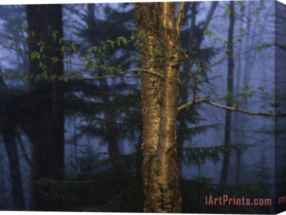 Raymond Gehman Birch Tree in a Foggy Forest at Twilight Stretched Canvas Painting / Canvas Art