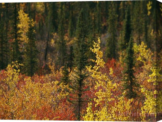 Raymond Gehman Birch Trees Are Yellowed by The Autumn Season Stretched Canvas Painting / Canvas Art