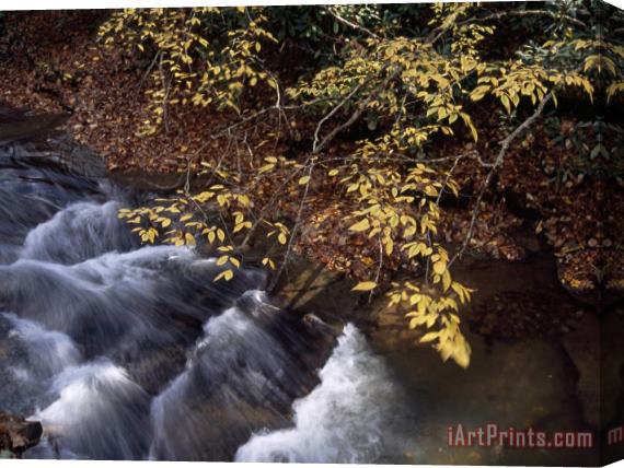 Raymond Gehman Birch Trees in Autumn Hues Along Island Lick Creek Stretched Canvas Print / Canvas Art
