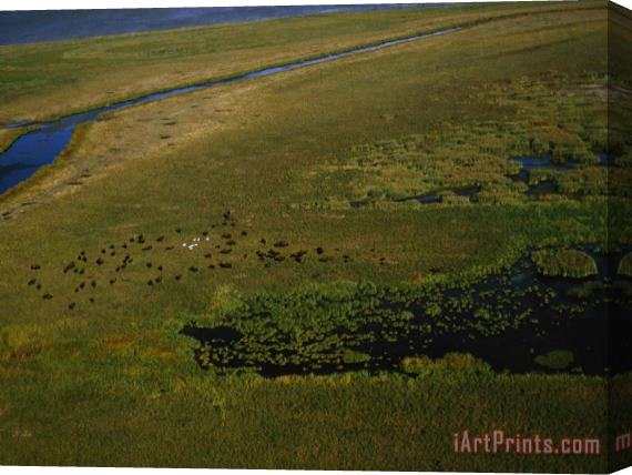 Raymond Gehman Bison Graze And Rest in The Green of The Peace Athabasca Delta Stretched Canvas Print / Canvas Art