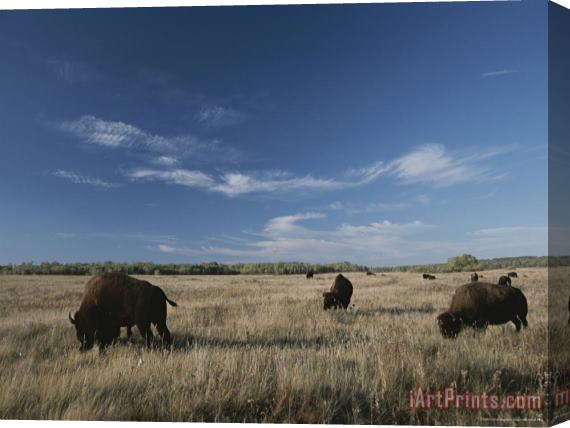 Raymond Gehman Bison Graze on a Field Set Against a Blue Sky with Wispy Clouds Stretched Canvas Painting / Canvas Art