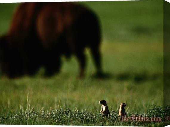 Raymond Gehman Black Tailed Prairie Dogs And Bison Stretched Canvas Painting / Canvas Art