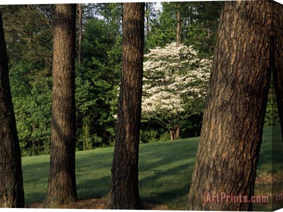 Raymond Gehman Blooming Dogwood Tree Among Pine Trees Stretched Canvas Painting / Canvas Art